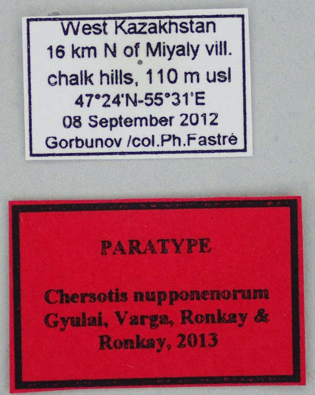 Chersotis nupponenorum Pt Labels.jpg Chersotis nupponenorum Pt Labels.jpg