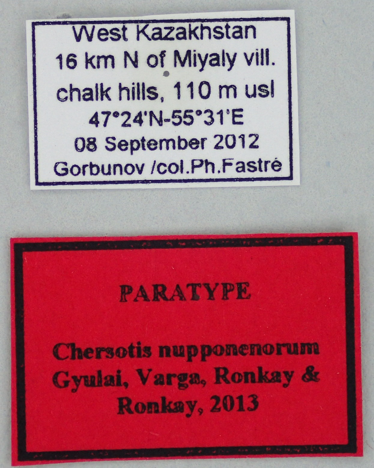Chersotis nupponenorum Pt Labels.jpg
