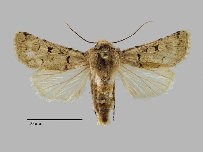 Chersotis nupponenorum Pt D.jpg Chersotis nupponenorum Pt D.jpg