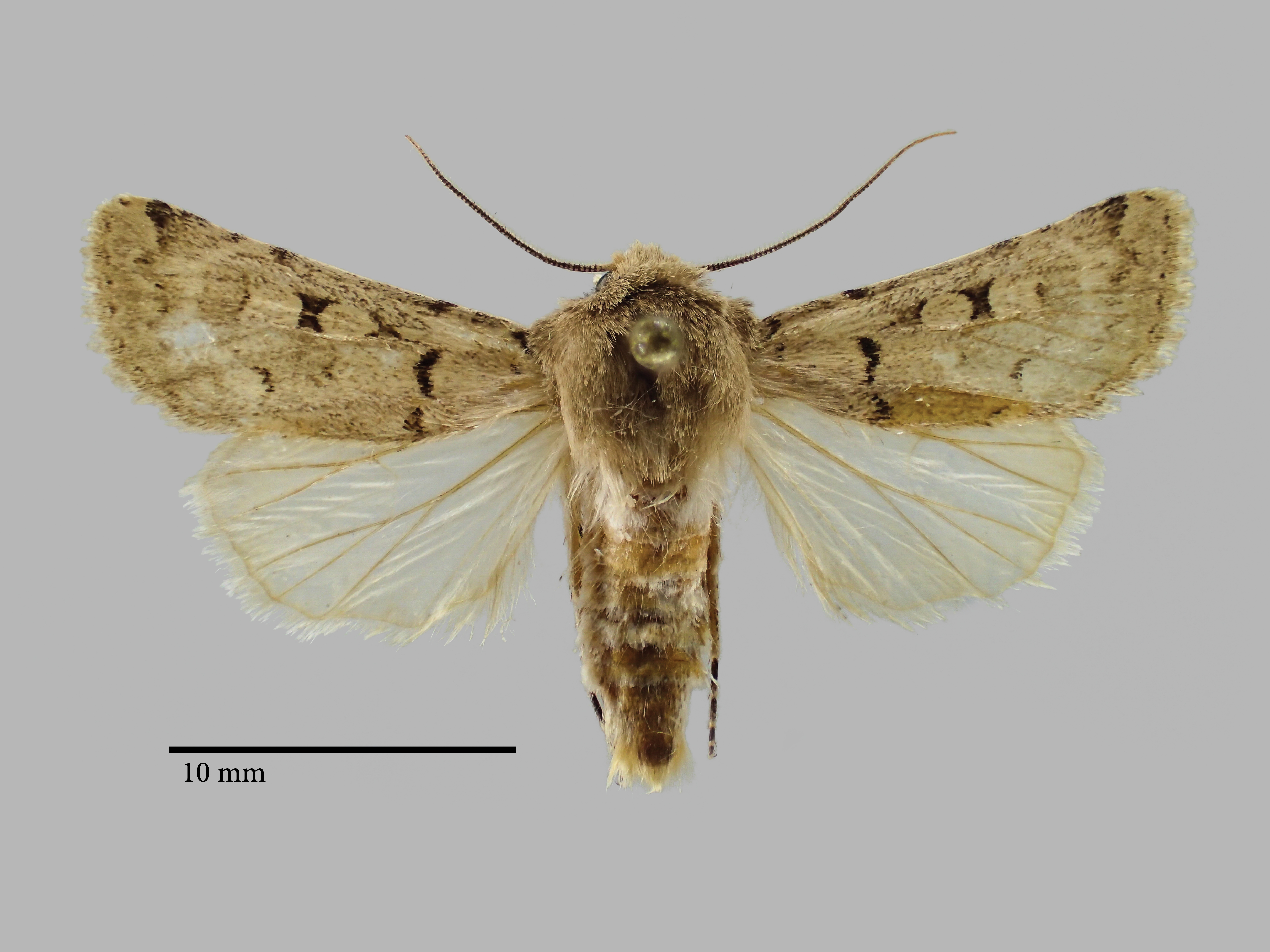 Chersotis nupponenorum Pt D.jpg
