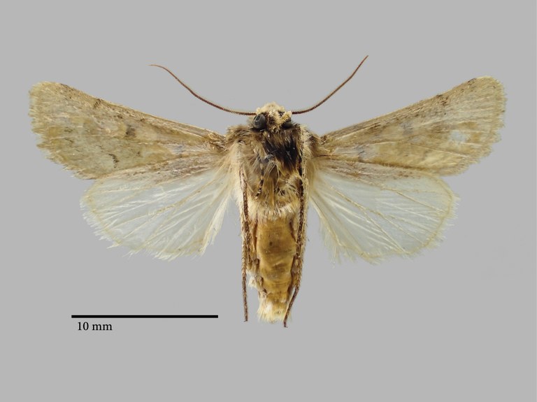 Chersotis nupponenorum Pt V.jpg Chersotis nupponenorum Pt V.jpg