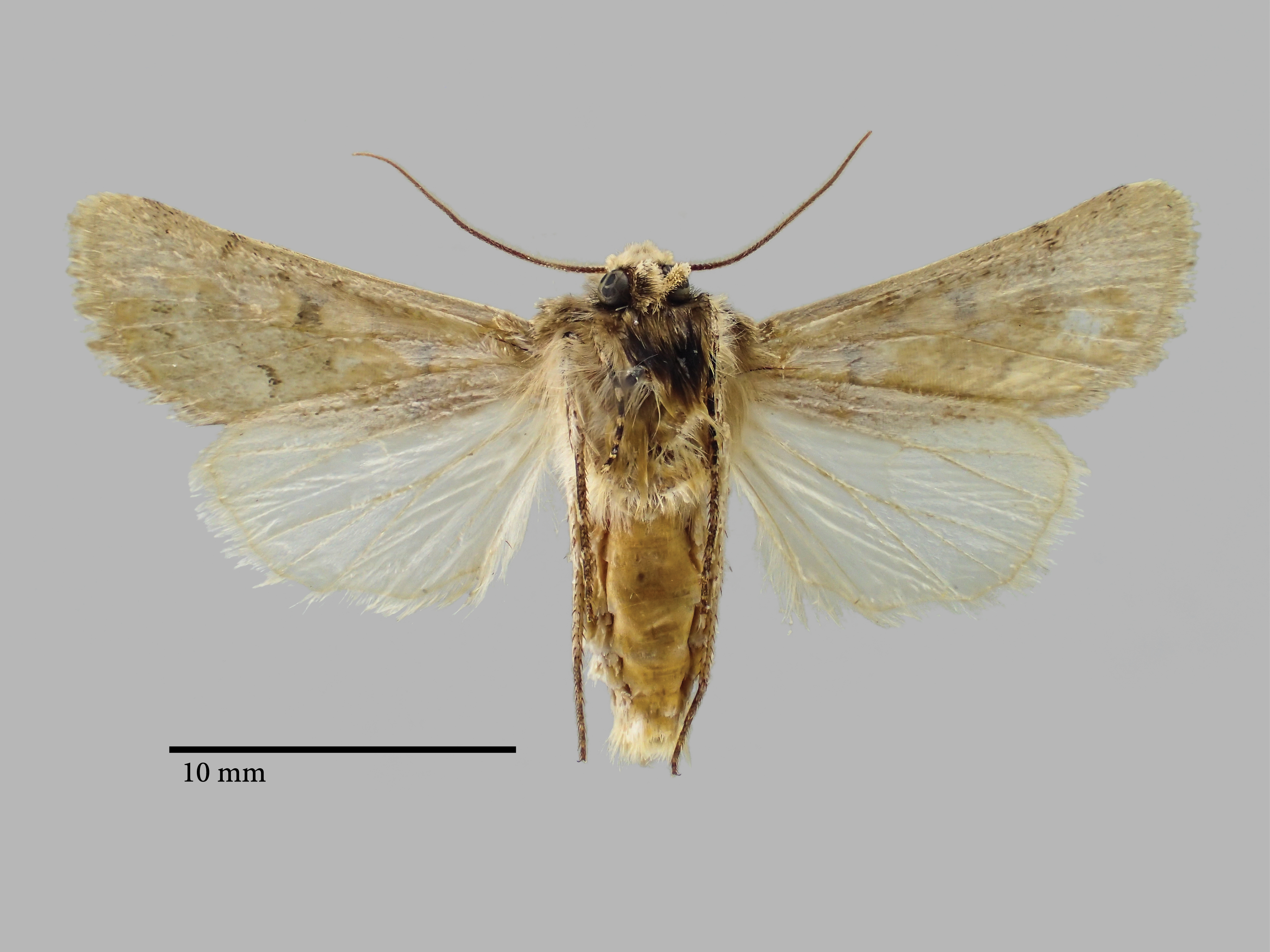 Chersotis nupponenorum Pt V.jpg