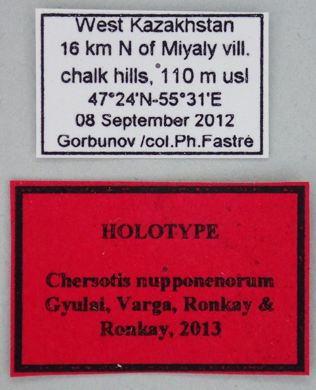 Chersotis nupponenorum Ht Labels.jpg Chersotis nupponenorum Ht Labels.jpg