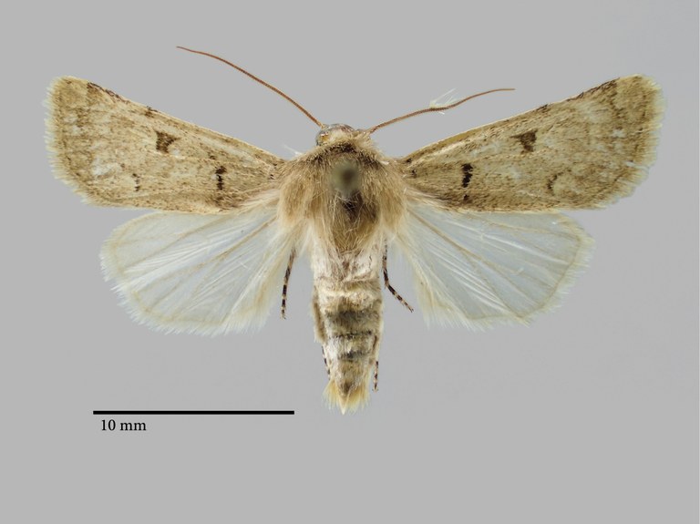 Chersotis nupponenorum Ht D.jpg Chersotis nupponenorum Ht D.jpg