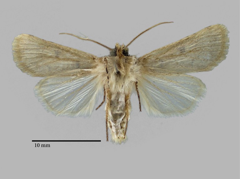 Chersotis nupponenorum Ht V.jpg Chersotis nupponenorum Ht V.jpg