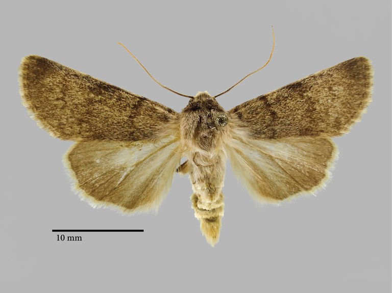 Dichagyris (Dichagyris) korsak M Pt  D.jpg