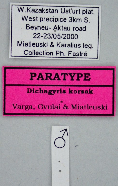 Dichagyris (Dichagyris) korsak M Pt Labels.jpg