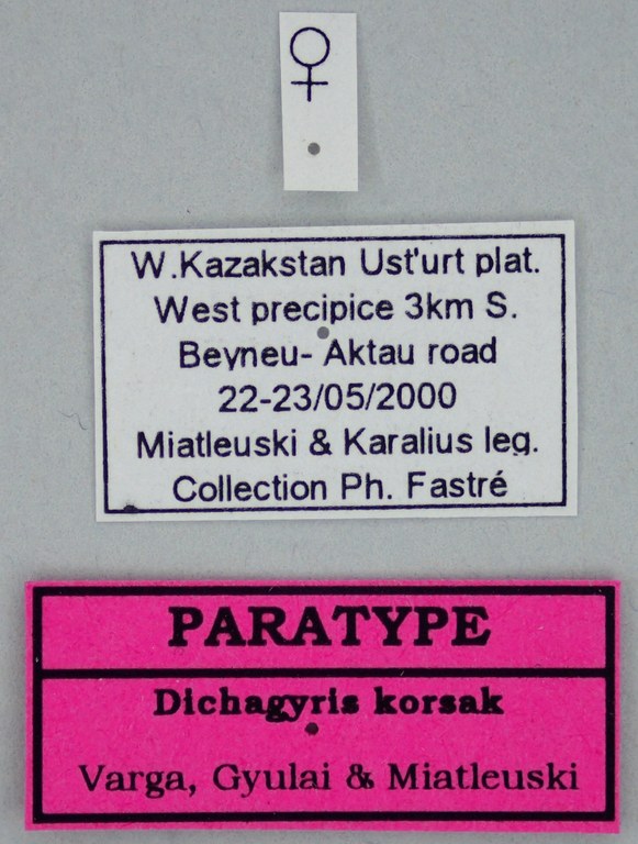 Dichagyris (Dichagyris) korsak F Pt Labels.jpg