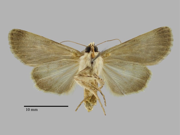 Dichagyris (Dichagyris) korsak F Pt V.jpg