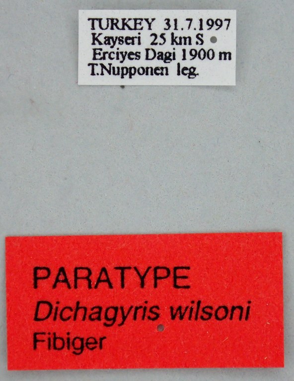 Dichagyris wilsoni Pt Labels.jpg Dichagyris wilsoni Pt Labels.jpg
