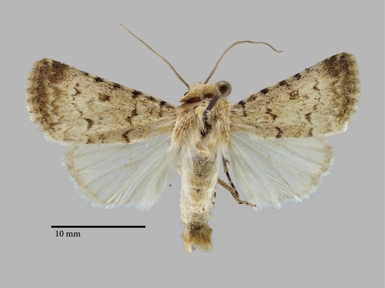 Dichagyris wilsoni Pt D.jpg Dichagyris wilsoni Pt D.jpg