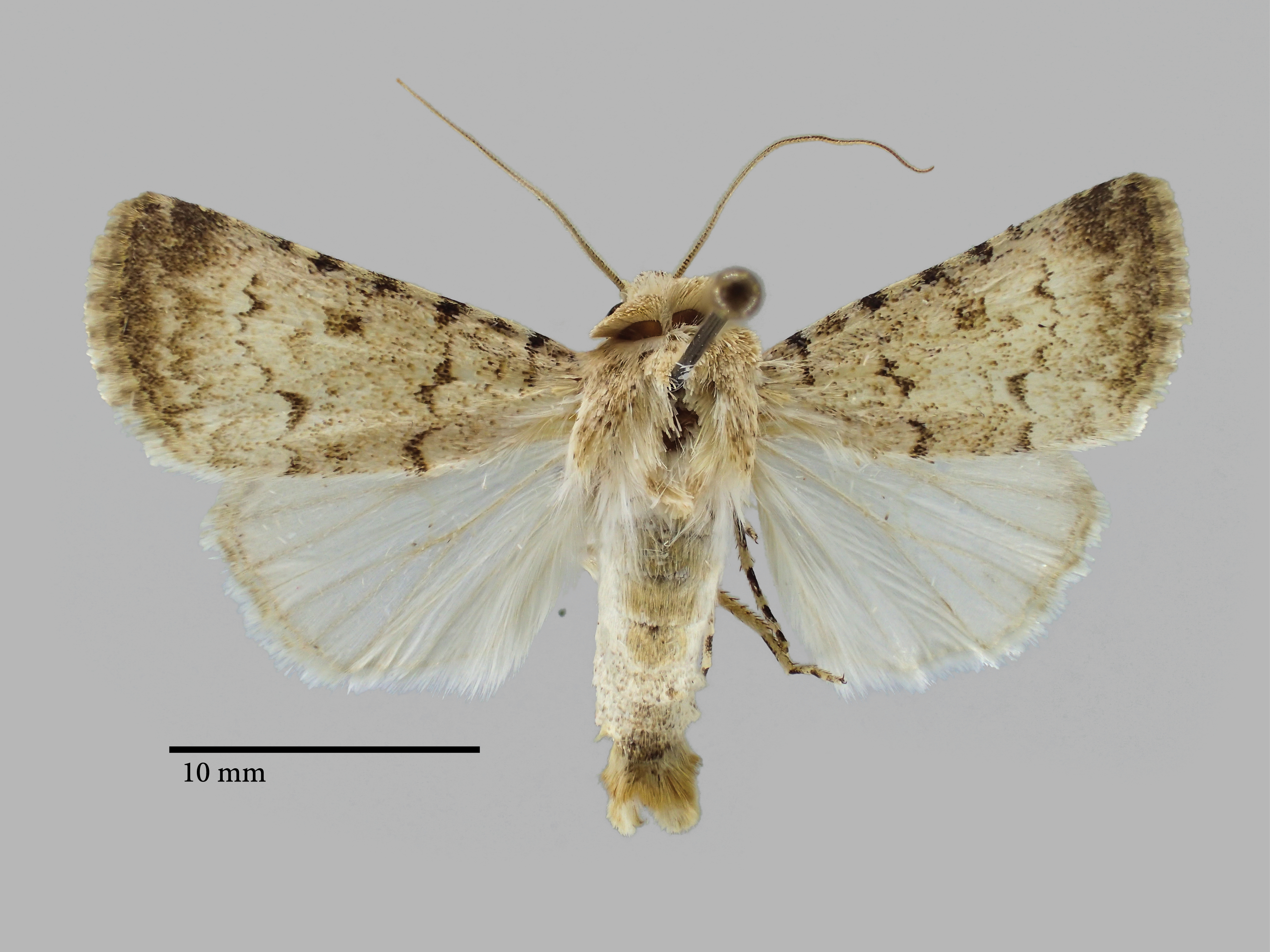 Dichagyris wilsoni Pt D.jpg