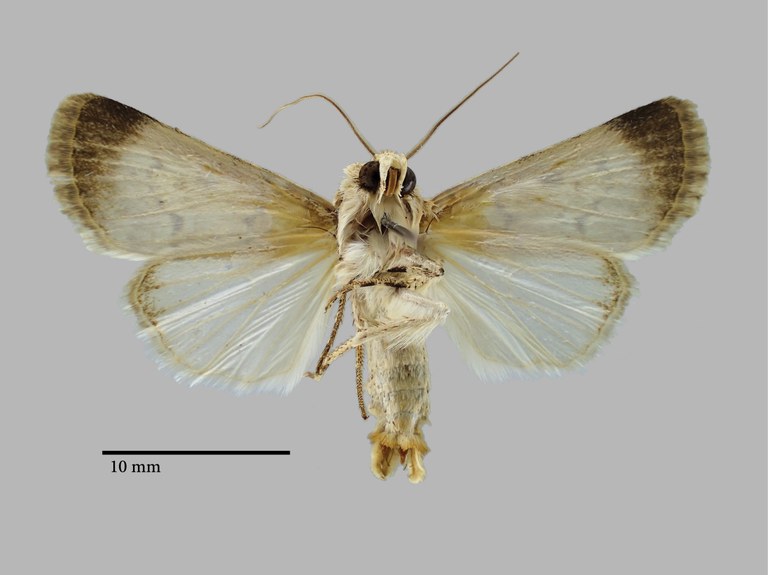 Dichagyris wilsoni Pt V.jpg Dichagyris wilsoni Pt V.jpg