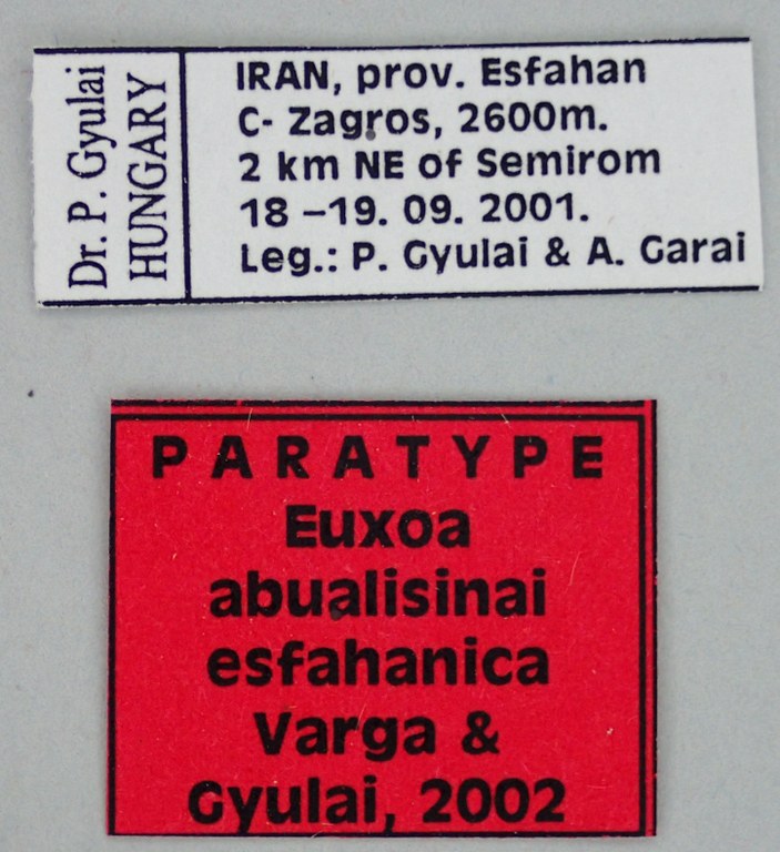 Euxoa abualisinai esfahanica Pt Labels.jpg Euxoa abualisinai esfahanica Pt Labels.jpg