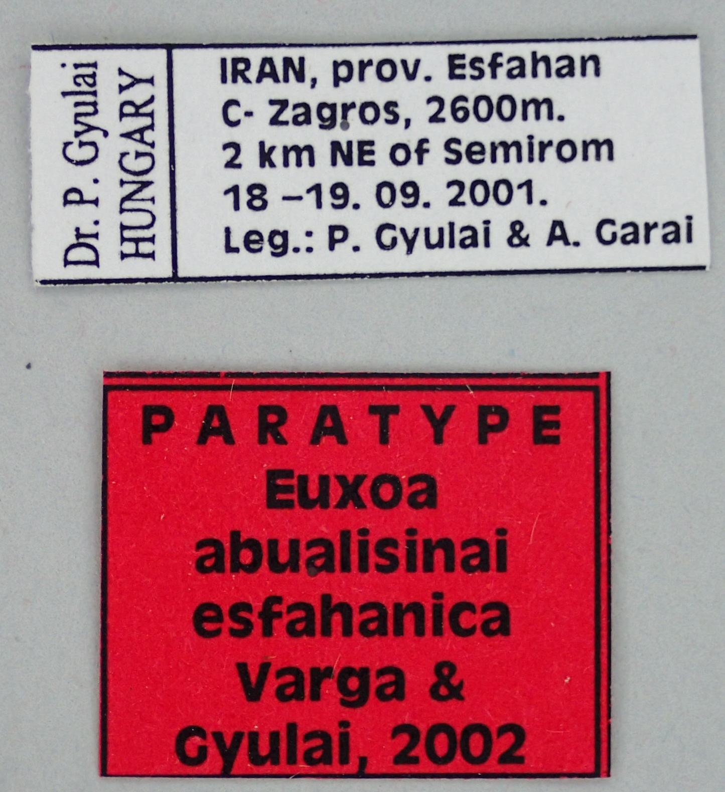 Euxoa abualisinai esfahanica Pt Labels.jpg
