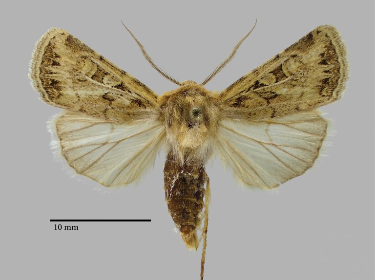 Euxoa abualisinai esfahanica Pt D.jpg Euxoa abualisinai esfahanica Pt D.jpg