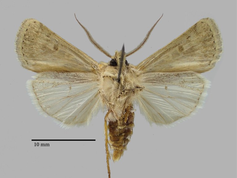 Euxoa abualisinai esfahanica Pt V.jpg Euxoa abualisinai esfahanica Pt V.jpg