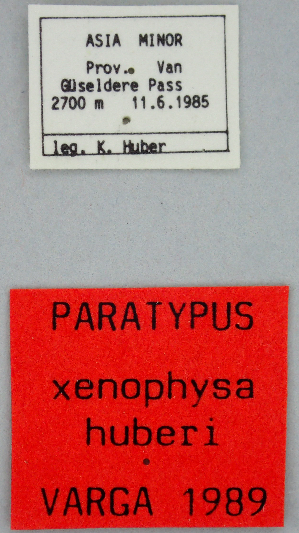 Xenophysa huberi Pt Labels.jpg