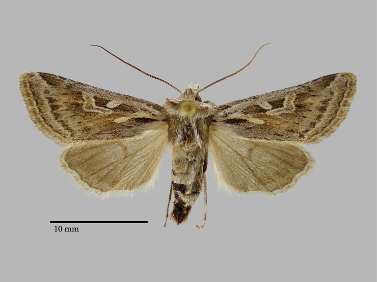 Xenophysa huberi Pt D.jpg