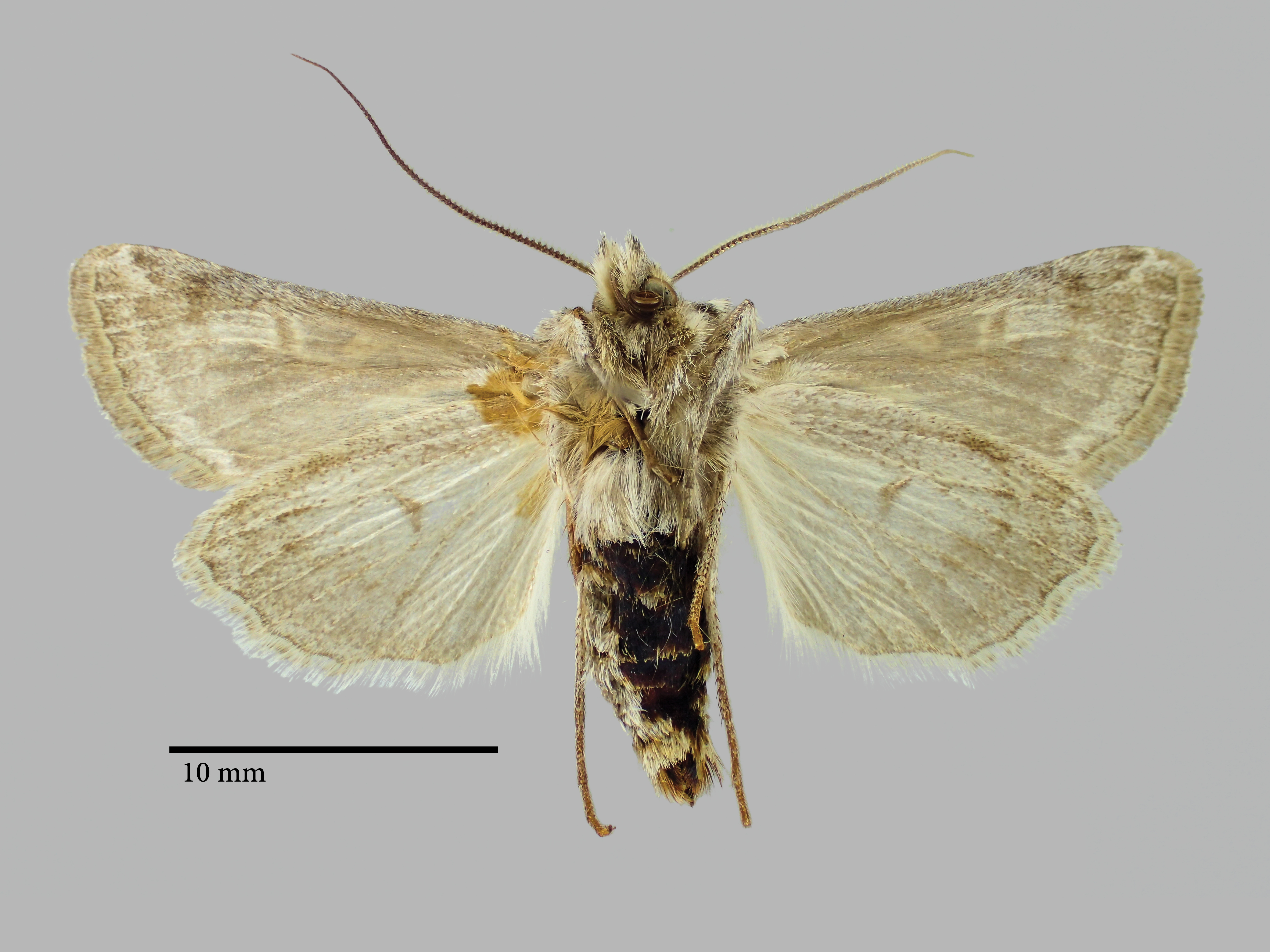 Xenophysa huberi Pt V.jpg