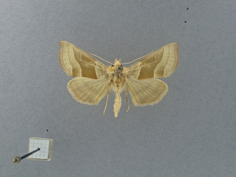 Euchalcia erzsebet Pt D.jpg Euchalcia erzsebet Pt D.jpg