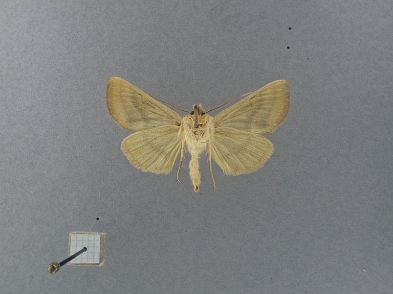Euchalcia erzsebet Pt V.jpg Euchalcia erzsebet Pt V.jpg