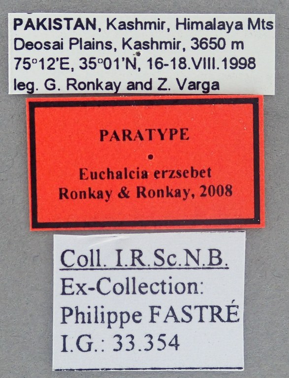 Euchalcia erzsebet Pt Labels.jpg Euchalcia erzsebet Pt Labels.jpg