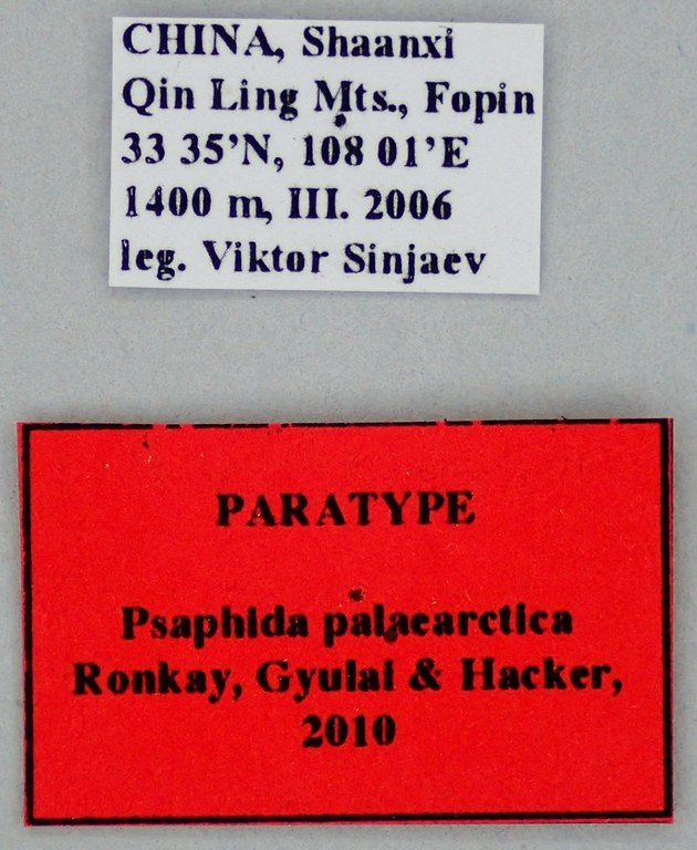 Psaphida palaearctica Pt Labels.jpg Psaphida palaearctica Pt Labels.jpg