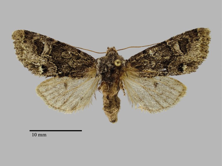 Psaphida palaearctica Pt D.jpg Psaphida palaearctica Pt D.jpg
