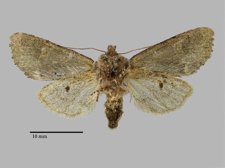 Psaphida palaearctica Pt V.jpg Psaphida palaearctica Pt V.jpg