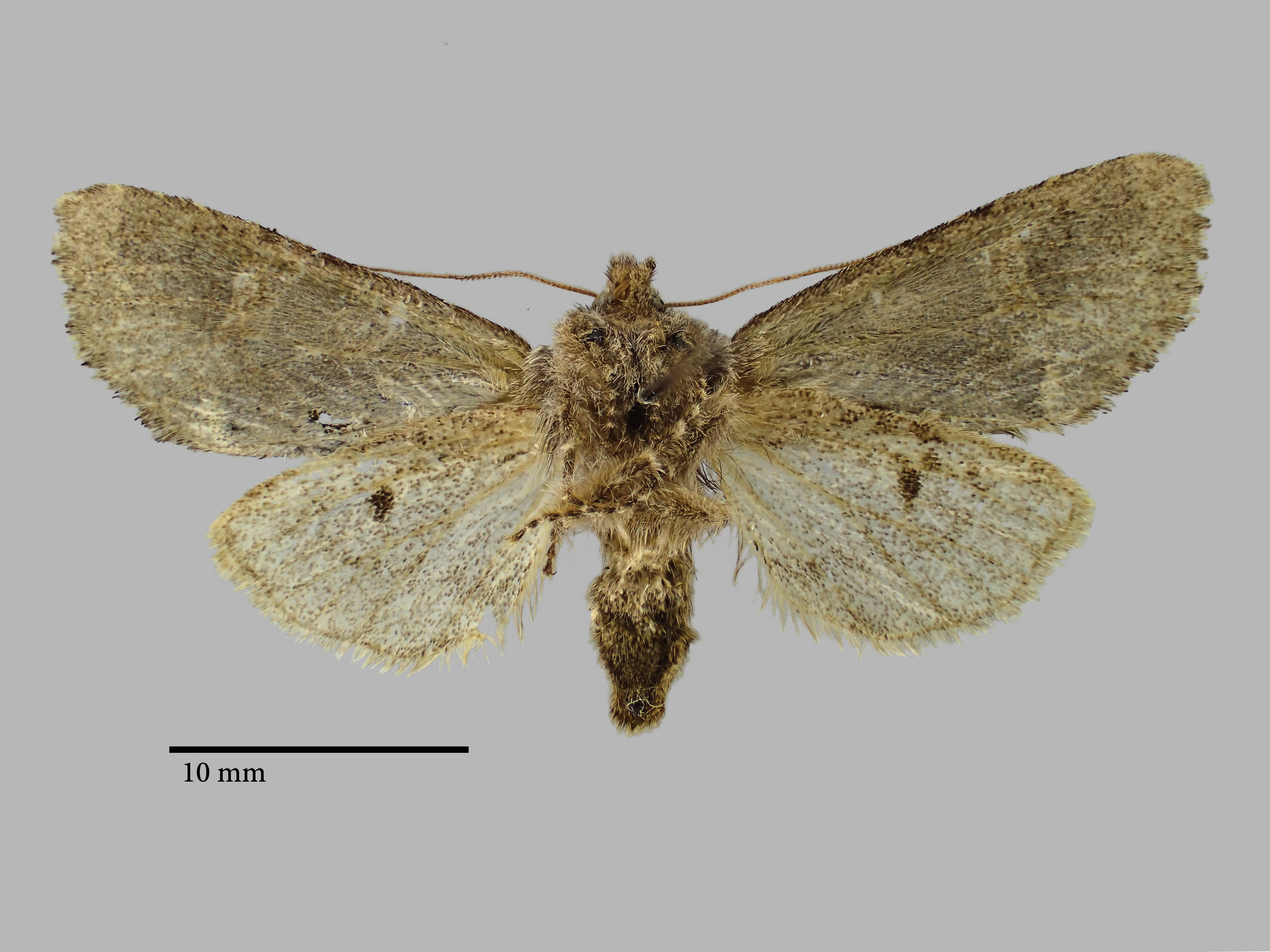 Psaphida palaearctica Pt V.jpg
