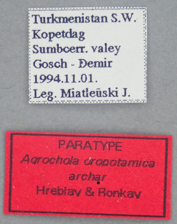 Agrochola oropotamica archar Pt Labels.jpg Agrochola oropotamica archar Pt Labels.jpg