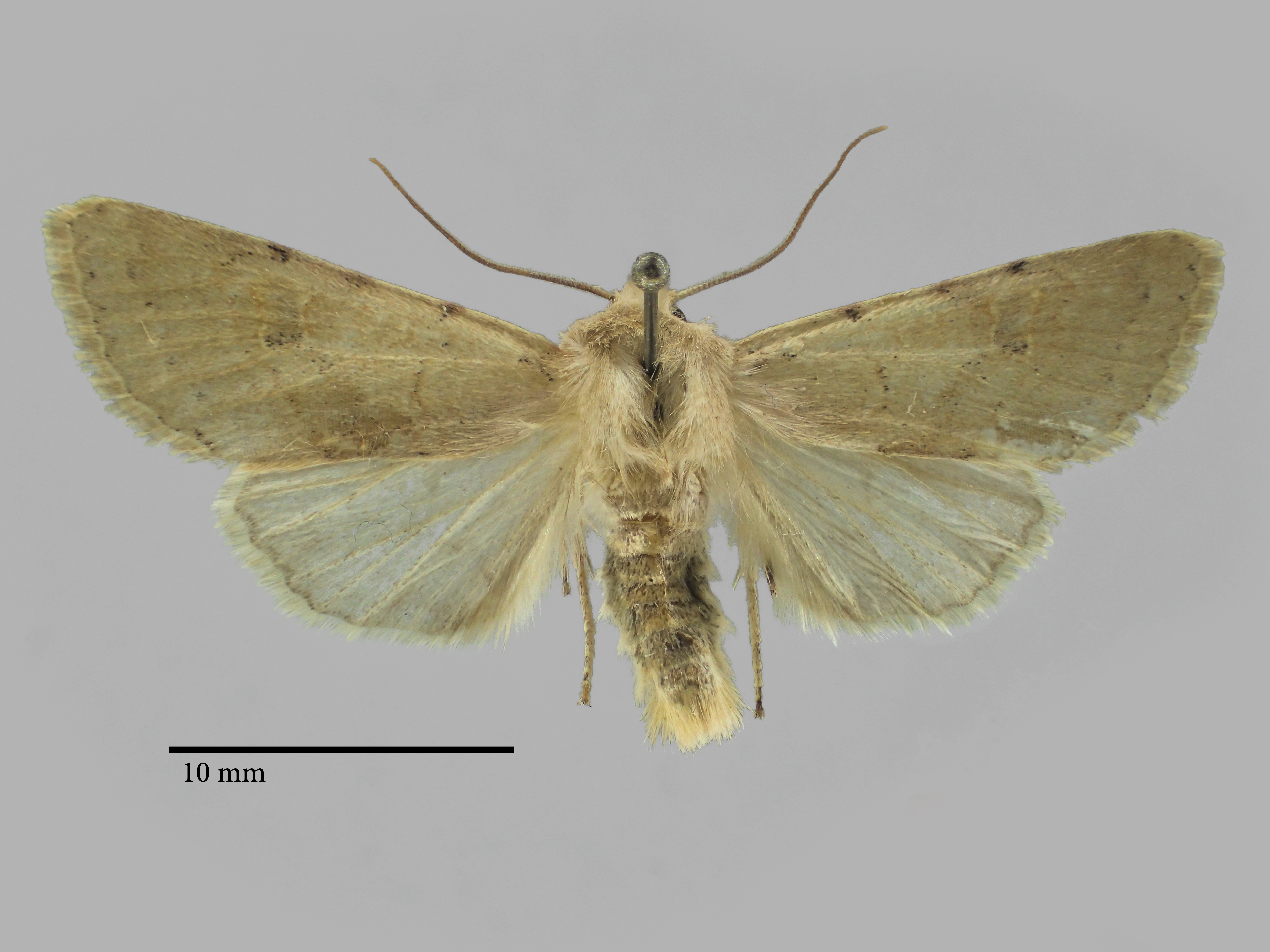 Agrochola oropotamica archar Pt D.jpg