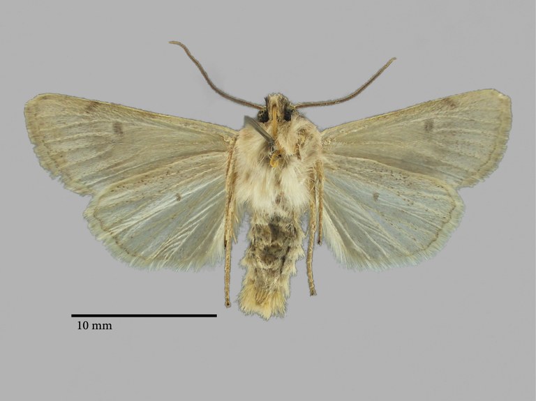 Agrochola oropotamica archar Pt V.jpg Agrochola oropotamica archar Pt V.jpg