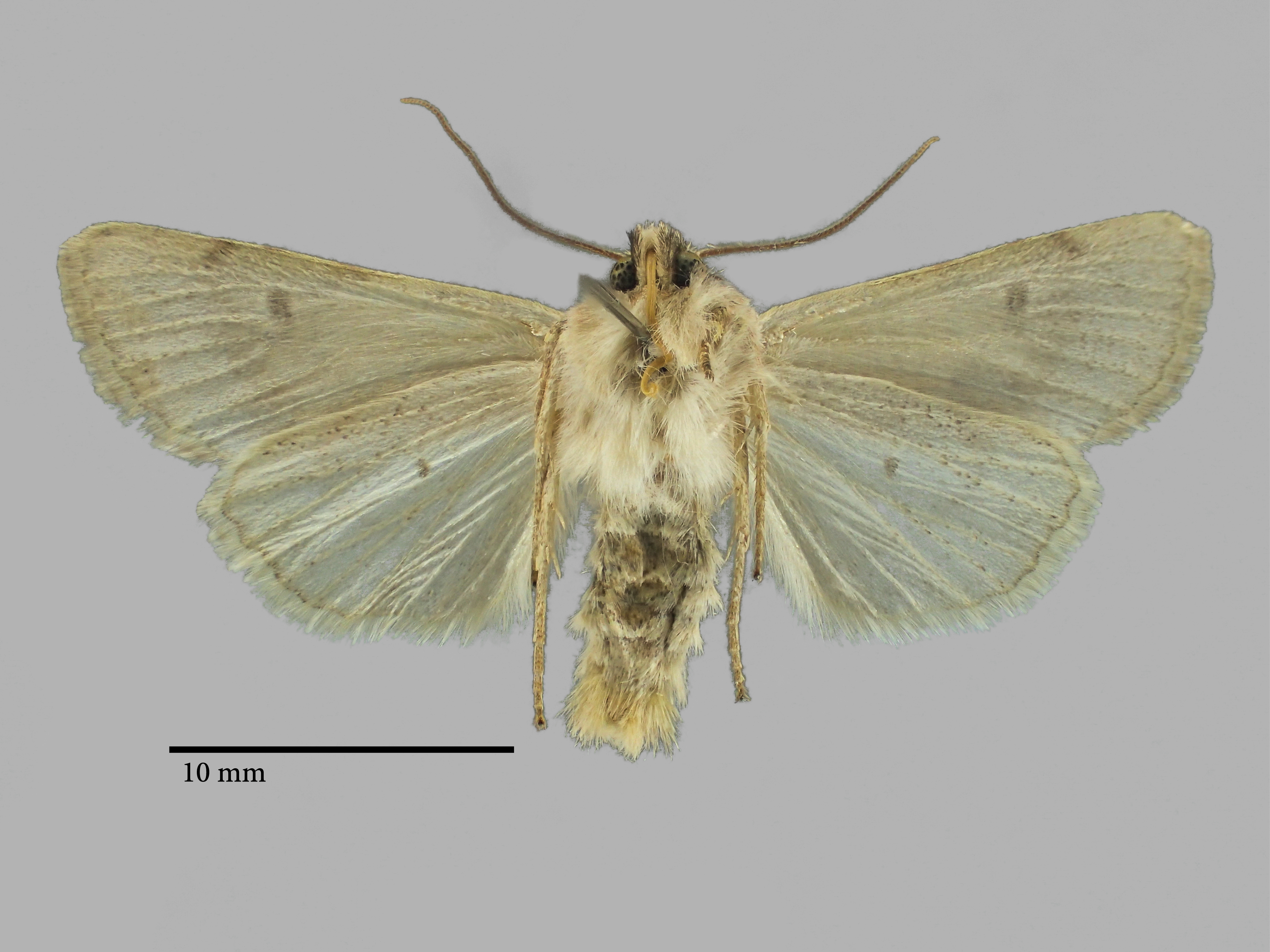 Agrochola oropotamica archar Pt V.jpg