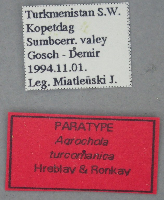 Agrochola turcomanica Pt Labels.jpg Agrochola turcomanica Pt Labels.jpg