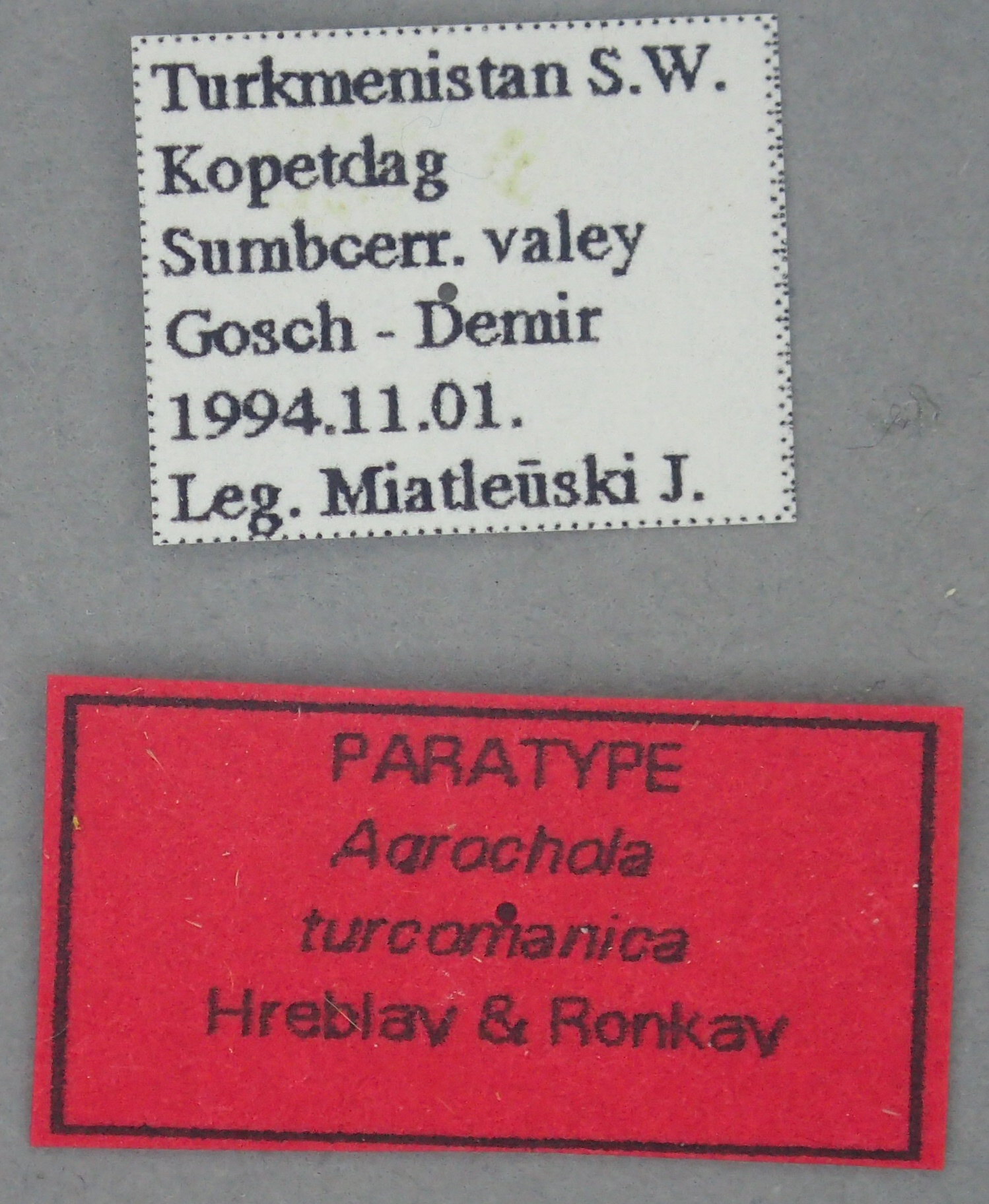 Agrochola turcomanica Pt Labels.jpg