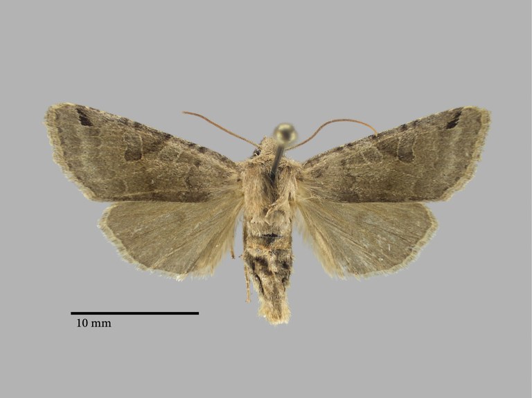 Agrochola turcomanica Pt D.jpg Agrochola turcomanica Pt D.jpg