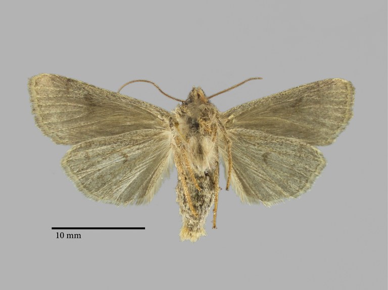 Agrochola turcomanica Pt V.jpg Agrochola turcomanica Pt V.jpg