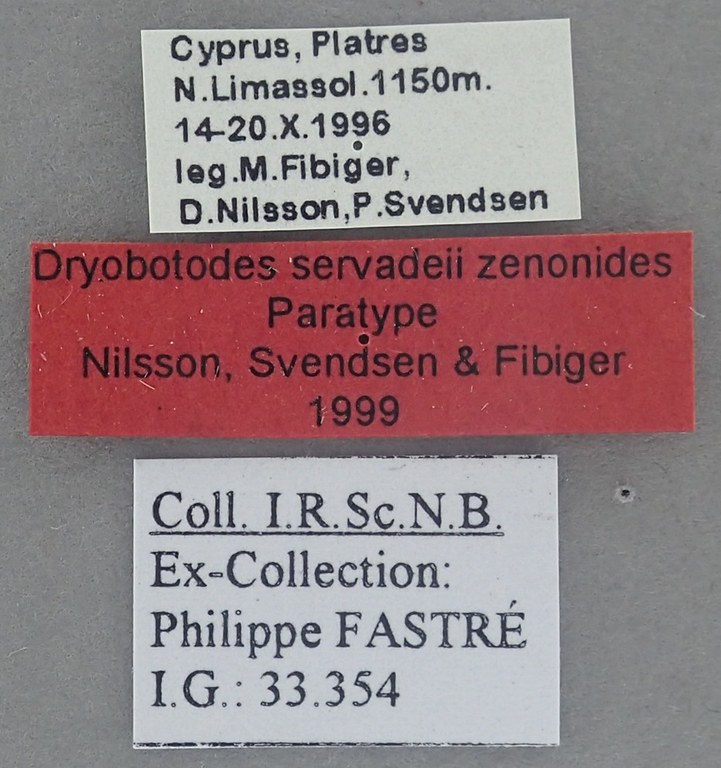 Dryobotodes servadeii zenonides Pt labels.jpg Dryobotodes servadeii zenonides Pt labels.jpg
