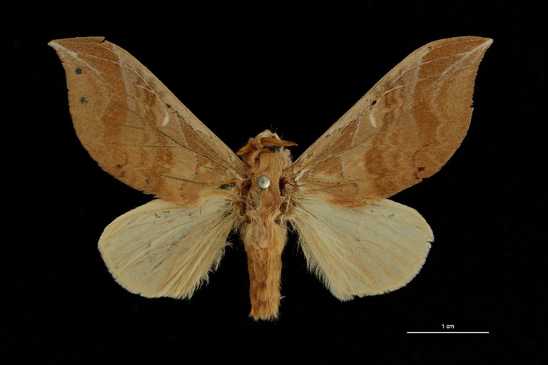 Brachychira argyrosticta pt D ZS PMax Scaled.jpeg Brachychira argyrosticta pt D ZS PMax Scaled.jpeg