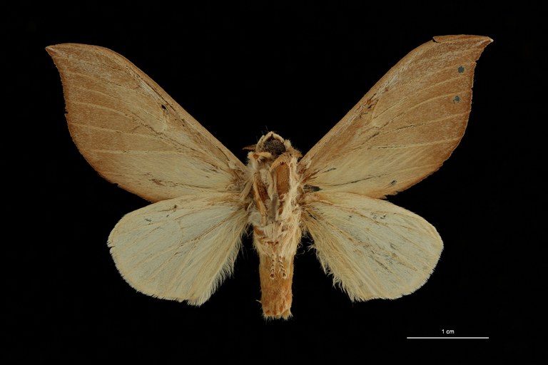 Brachychira argyrosticta pt V ZS PMax Scaled.jpeg Brachychira argyrosticta pt V ZS PMax Scaled.jpeg