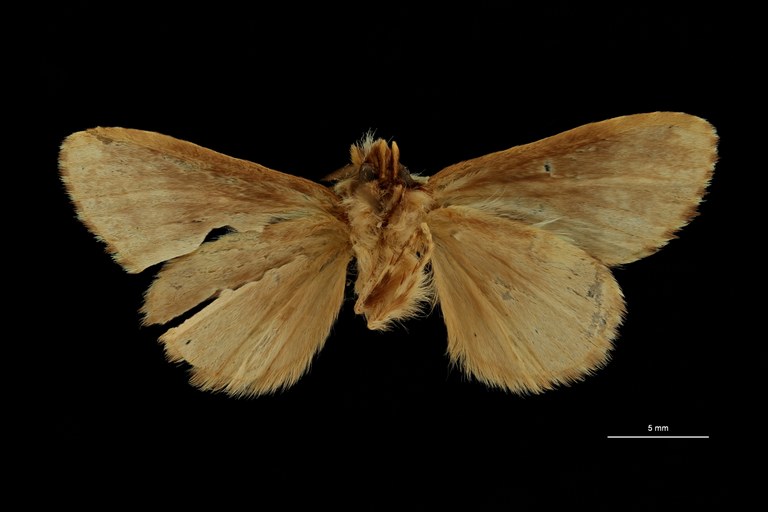 Desmeocraera galaia ht V ZS PMax Scaled.jpeg Desmeocraera galaia ht V ZS PMax Scaled.jpeg