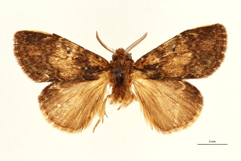 Epimetula tornalis ht D ZS PMax Scaled.jpeg Epimetula tornalis ht D ZS PMax Scaled.jpeg
