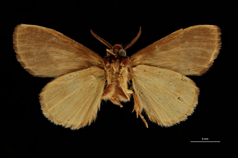 Epimetula tornalis ht V ZS PMax Scaled.jpeg Epimetula tornalis ht V ZS PMax Scaled.jpeg