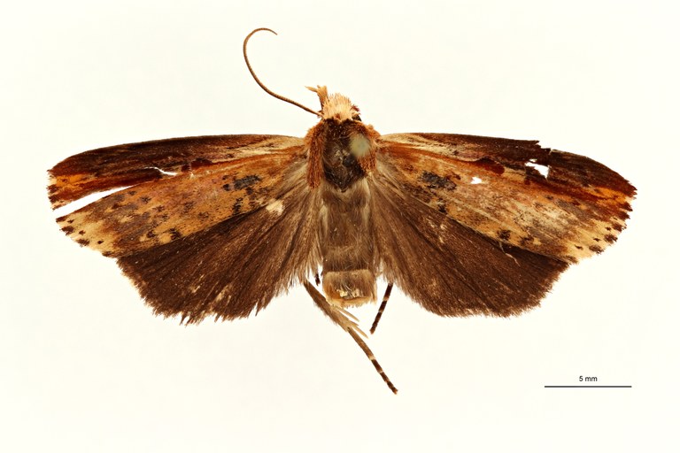 Macrosenta undulata ht D ZS PMax Scaled.jpeg Macrosenta undulata ht D ZS PMax Scaled.jpeg