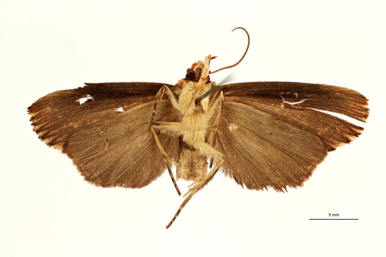 Macrosenta undulata ht V ZS PMax Scaled.jpeg Macrosenta undulata ht V ZS PMax Scaled.jpeg