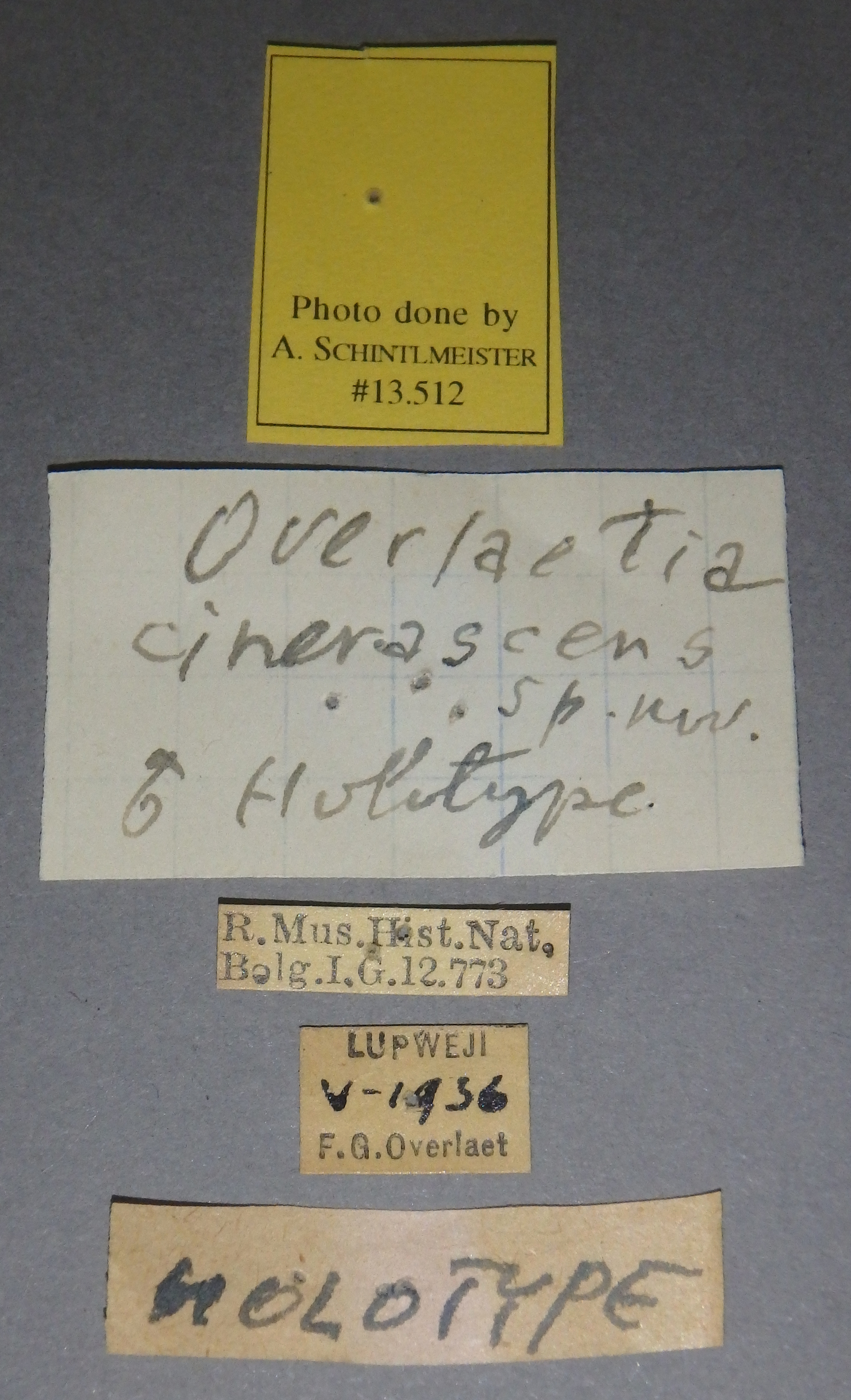 Overlaetia grisescens ht Lb.jpg