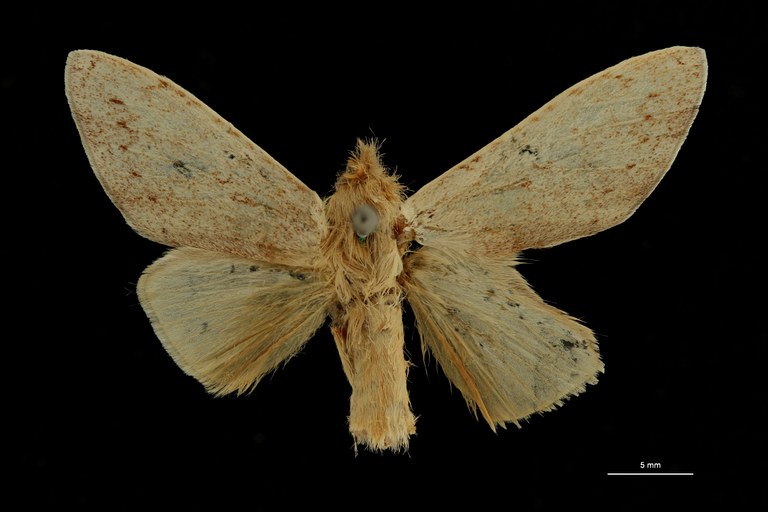 Overlaetia grisescens ht D ZS PMax Scaled.jpeg Overlaetia grisescens ht D ZS PMax Scaled.jpeg