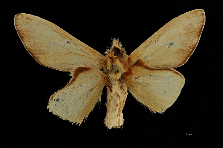 Overlaetia grisescens ht V ZS PMax Scaled.jpeg Overlaetia grisescens ht V ZS PMax Scaled.jpeg